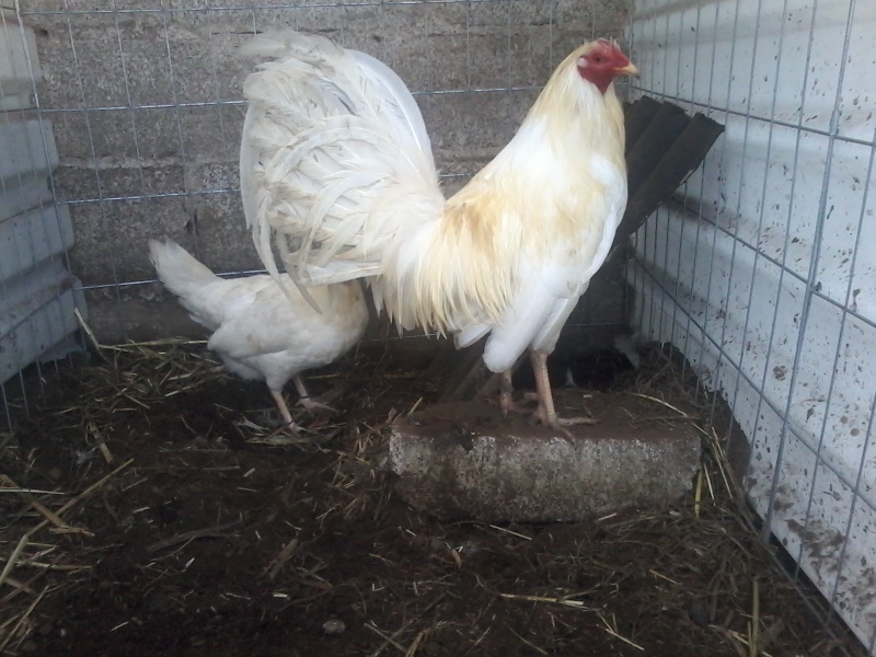 Butcher Y Kelso Blanco Gallos De Primer Nivel Es parecido al malayo, porque su creacion tiene genes del mismo, se diferencia del malayo por el plumaje variando entre blanco y rojizo, pardo, oscuro. gallos de primer nivel